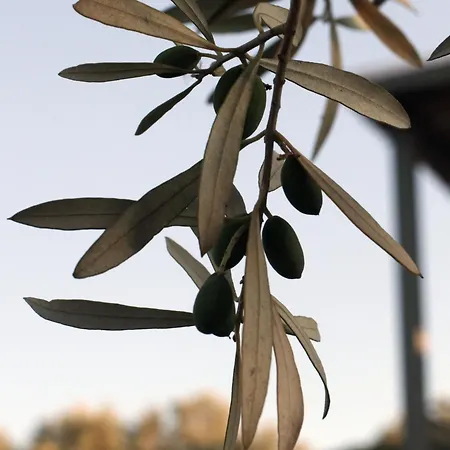 Villa Spitaki Among Olives