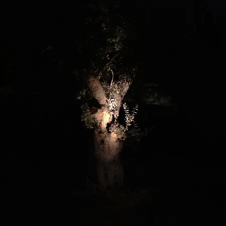 Spitaki Among Olives