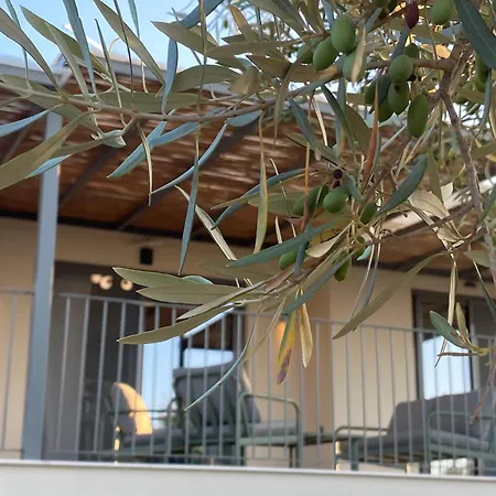 Spitaki Among Olives * Цукаладес