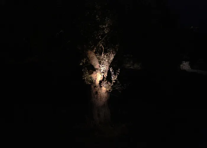 Spitaki Among Olives