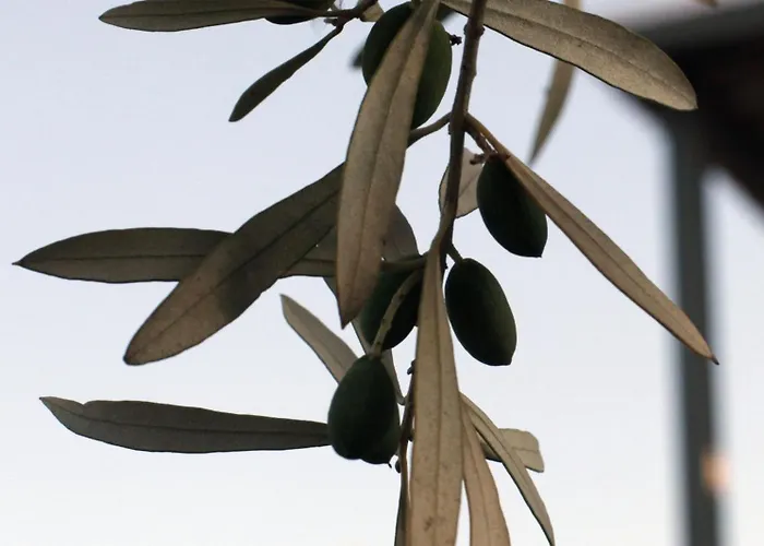 Вилла Spitaki Among Olives